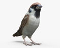 Sparrow 3d model