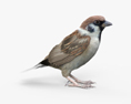 Sparrow 3d model