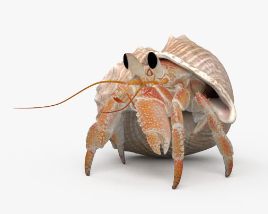 Hermit Crab 3D model
