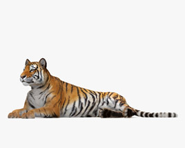 Lying Tiger 3D model