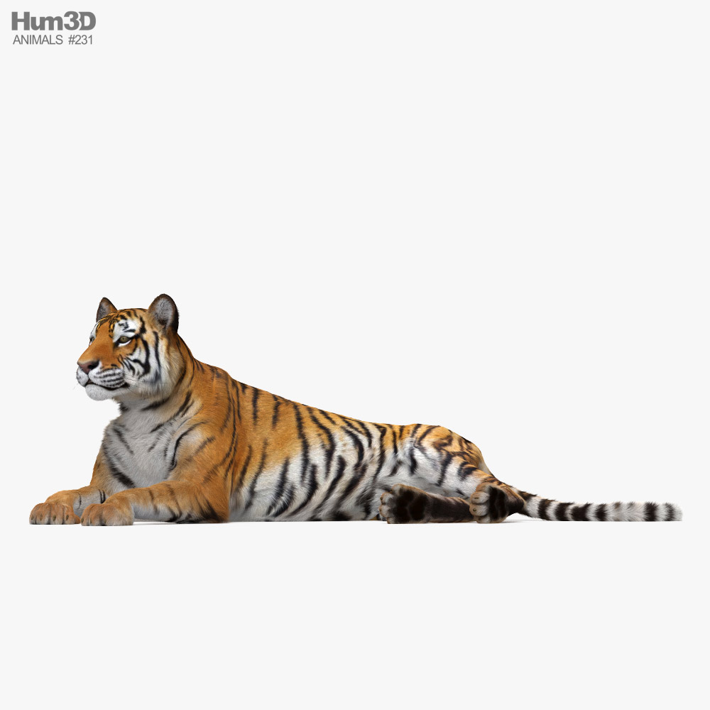 Lying Tiger 3D model