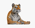 Liegender Tiger 3D-Modell