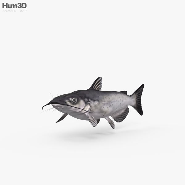 Catfish 3D model