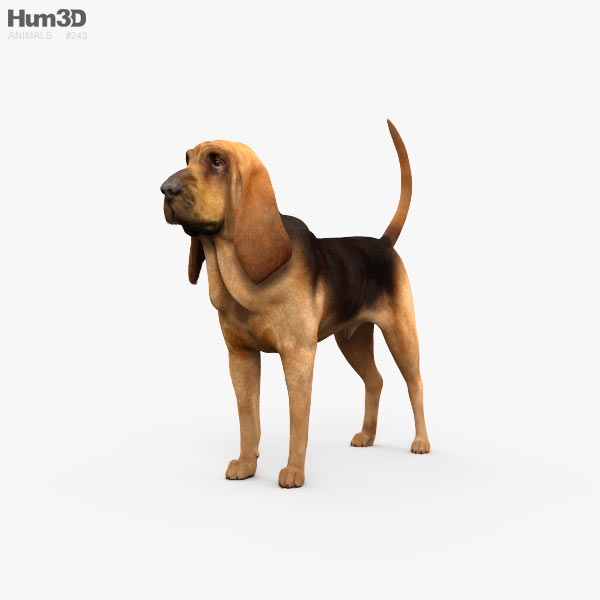 Bloodhound 3D model