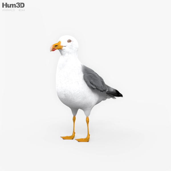 Common Gull 3D model