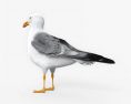 Common Gull 3d model