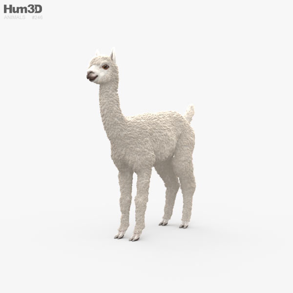 Alpaca 3D model