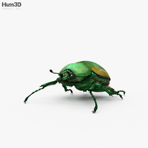 Figeater Beetle 3D model
