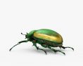 녹색 과일 딱정벌레 3D 모델 