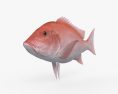Northern Red Snapper 3d model