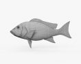 Northern Red Snapper 3d model