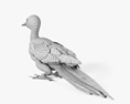 啄木鸟科 3D模型