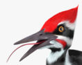Woodpecker 3d model