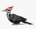 啄木鸟科 3D模型