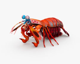 Camarão mantis Modelo 3d