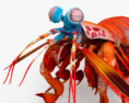 Mantis Shrimp 3d model