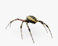 Желтый садовый паук 3D модель