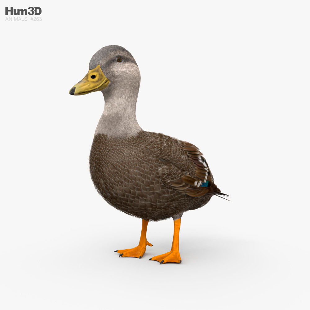 American Black Duck 3D model