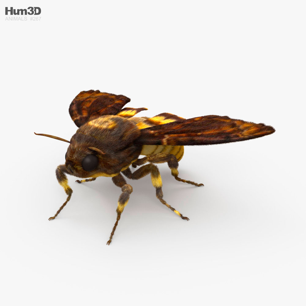 Death's-Head Hawkmoth 3D model