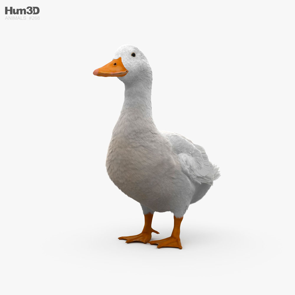 Pekin Duck 3D model