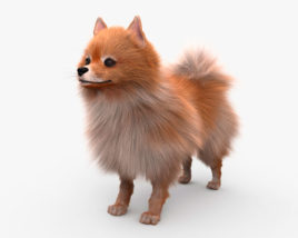 Pomerania perro Modelo 3D