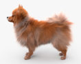 Pomeranian Dog 3d model
