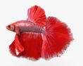 Betta Fish 3d model
