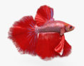 Betta Fish 3d model