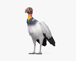 King Vulture 3D model