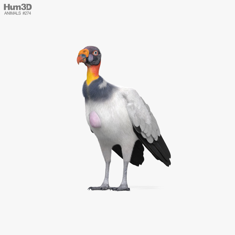 King Vulture 3D model