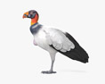 Avvoltoio reale Modello 3D