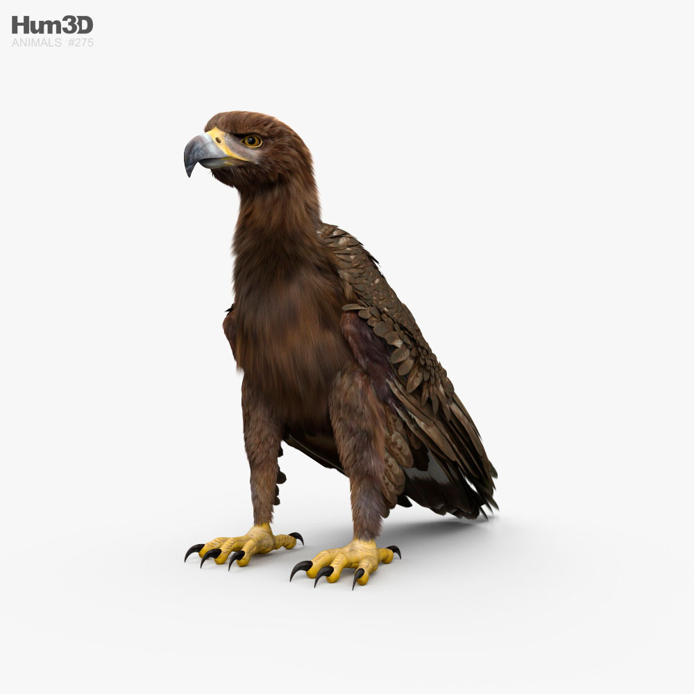 Golden Eagle 3D model