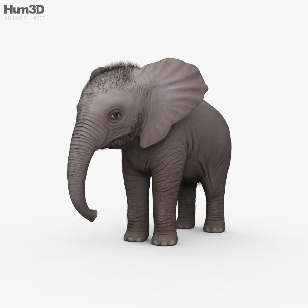 Baby Elefant 3D-Modell