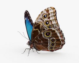 Morpho Butterfly 3D model