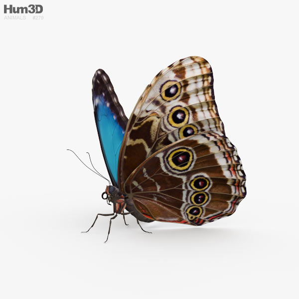 Morpho Schmetterling 3D-Modell