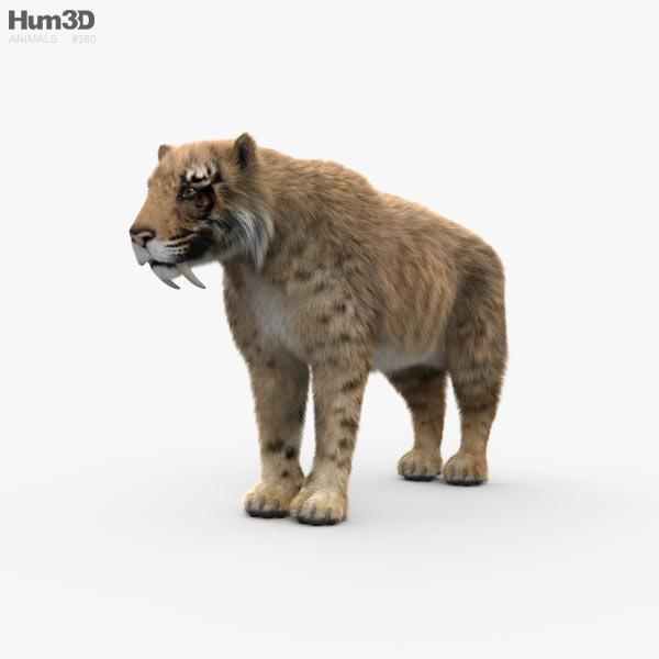 Saber-Toothed Tiger 3D model