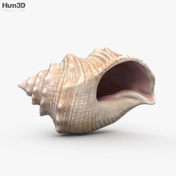 Muschel 3D-Modell