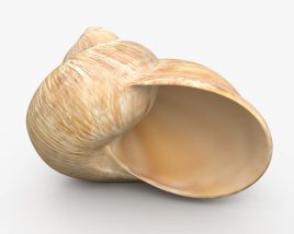 蜗牛壳 3D模型