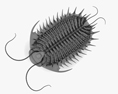 Trilobita Modello 3D