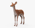 Deer Fawn Modello 3D