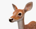 Deer Fawn 3D模型