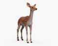 Deer Fawn 3Dモデル