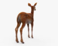 Deer Fawn 3D-Modell