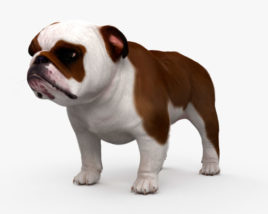 English Bulldog 3D model