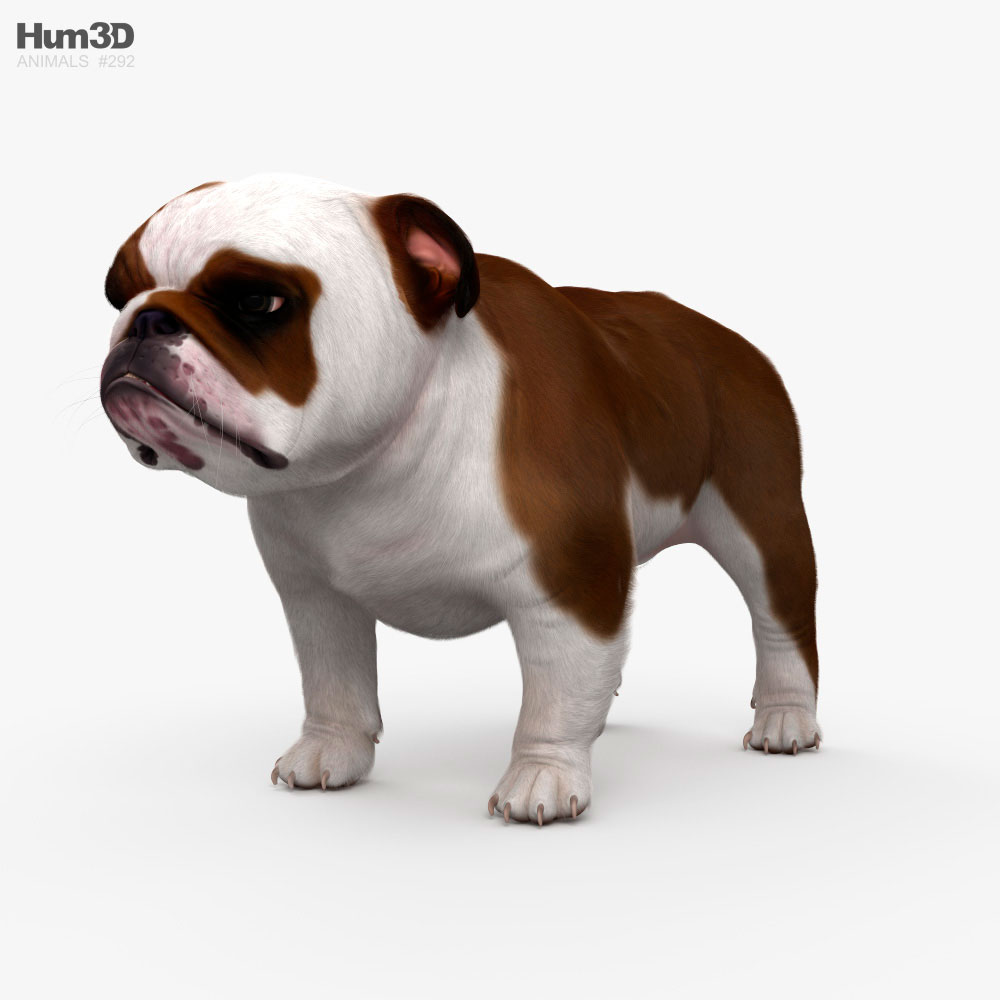English Bulldog 3d model