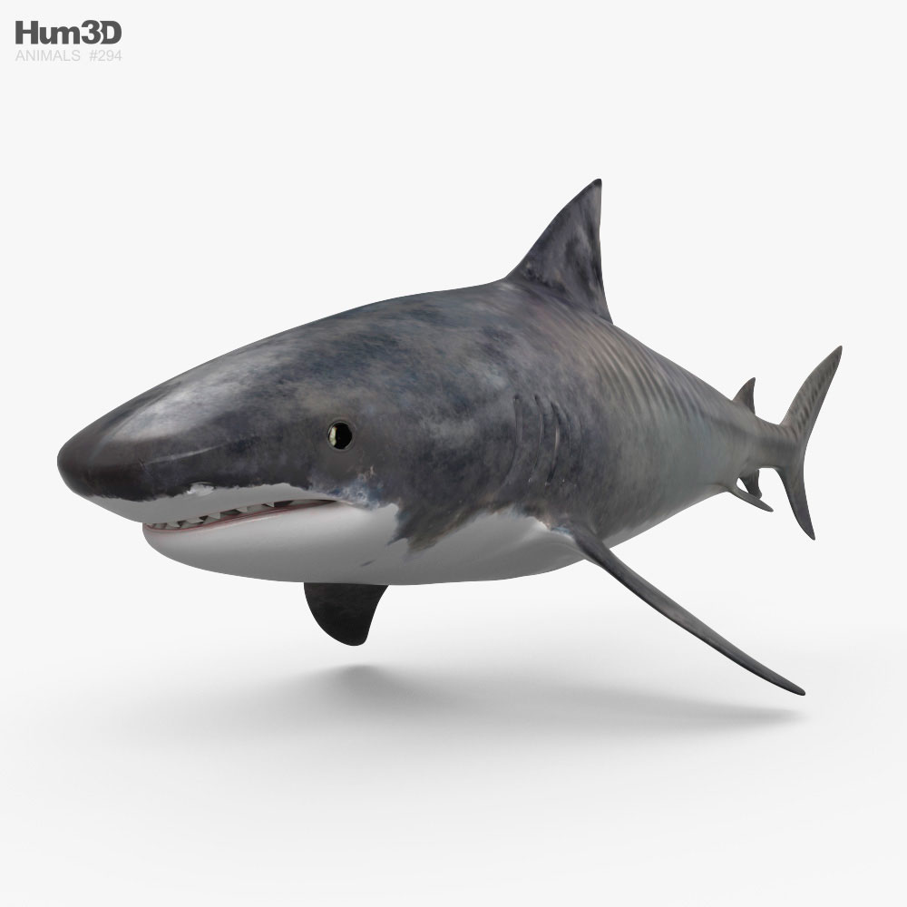Requin-tigre Modèle 3d