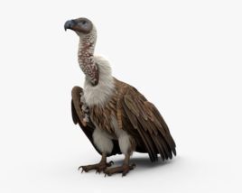 White-Backed Vulture 3D model