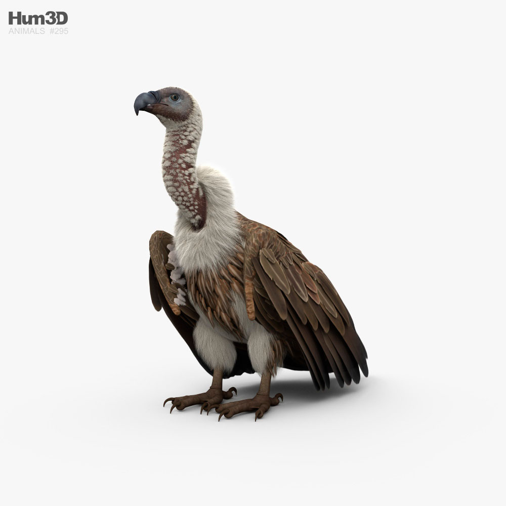 White-Backed Vulture 3D model