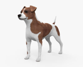 Jack Russell Terrier Modelo 3D