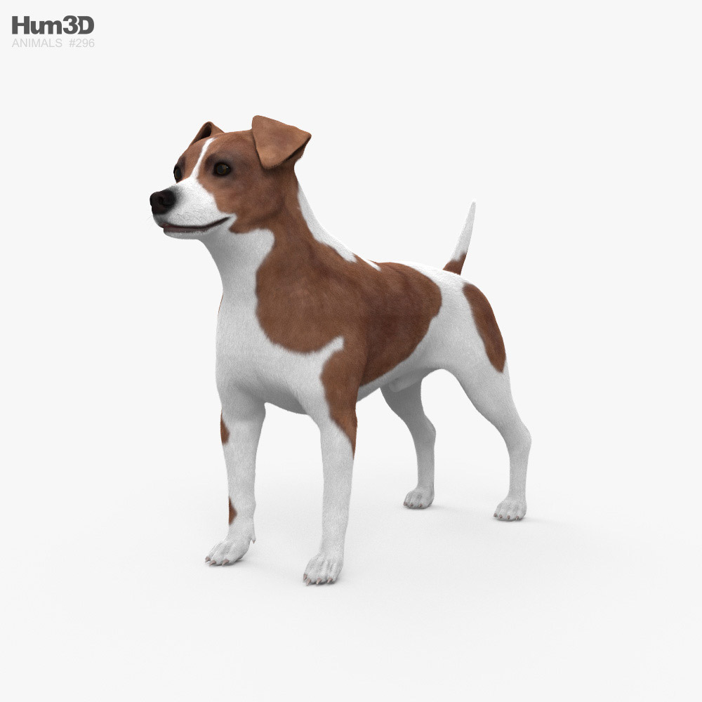 Jack Russell Terrier Modelo 3D